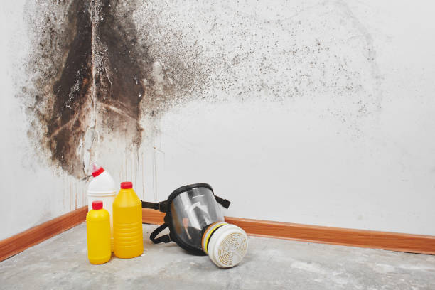 Best Emergency Mold Removal  in Lincoln, CA