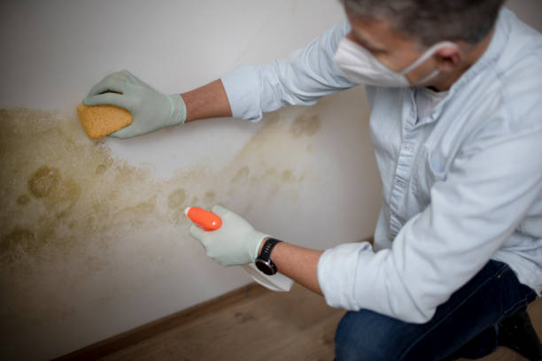 Best Mold Removal and Inspection  in Lincoln, CA