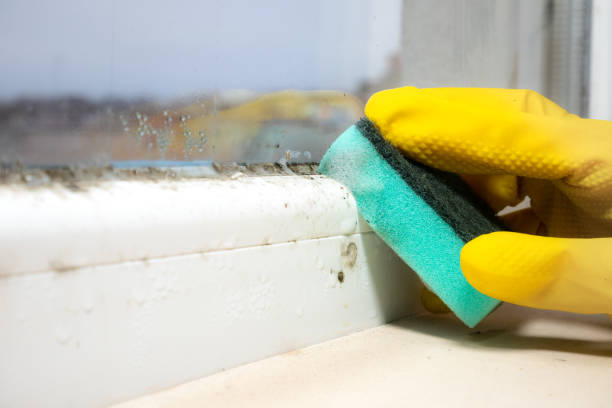 Best Mold Inspection  in Lincoln, CA