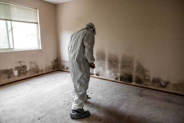 Best Certified Mold Removal  in Lincoln, CA