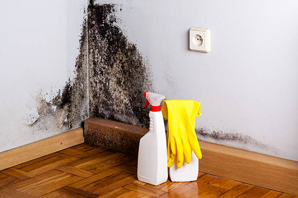 Best Fast Mold Removal  in Lincoln, CA