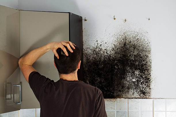 Best Home Mold Removal  in Lincoln, CA