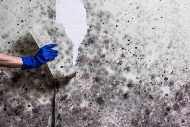 Best Mold Removal Specialists  in Lincoln, CA
