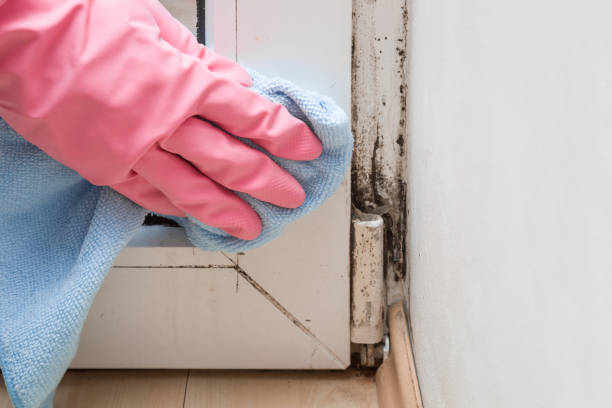 Office Mold Removal Services in Lincoln, CA