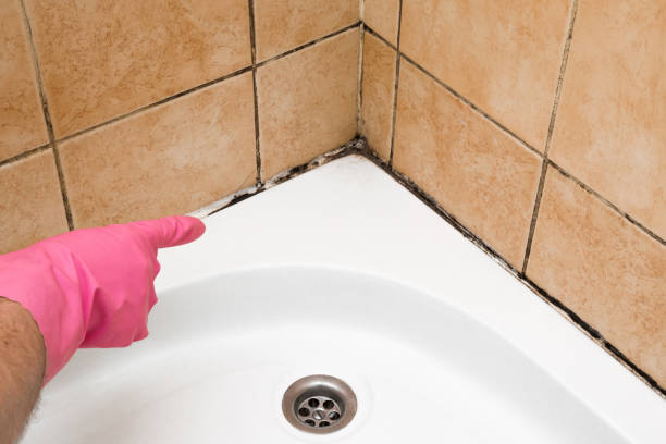 Best Affordable Mold Removal  in Lincoln, CA
